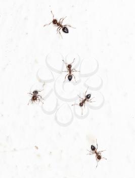 ants on a white wall