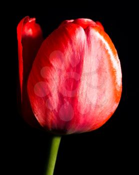 red tulip on a black background