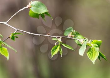 young leaves on a tree branch in nature