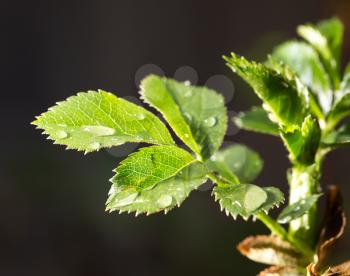 beautiful leaves on the bush after rain on nature spring