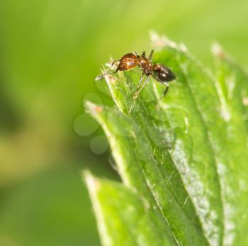 ant on green leaf in nature. close-up