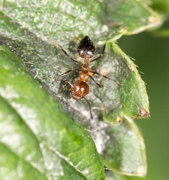 ant on green leaf in nature. close-up