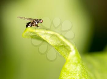 fly in nature. close-up