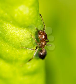 Ant on a green leaf. close-up