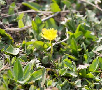 yellow dandelion on nature