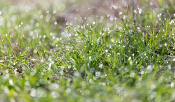 drops of dew on the grass