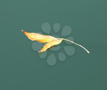 Yellow leaf on the water
