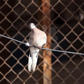 dove on a rope