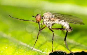 Mosquito in nature. close