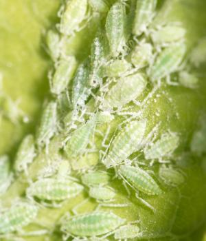 aphids on a green leaf. close