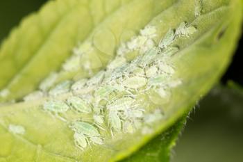 aphids on a green leaf. close