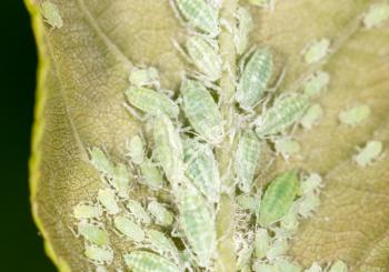 aphids on a green leaf. close