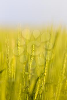 ears of wheat on the nature