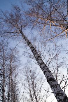 birch at sunrise sun