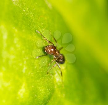 Ant on a green leaf. close-up