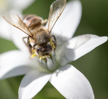 bee on a flower snowdrop. close
