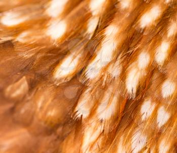 A close-up of red chicken feathers