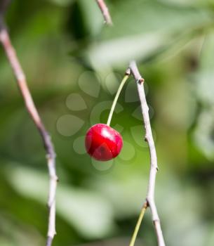 Cherry on the tree in nature