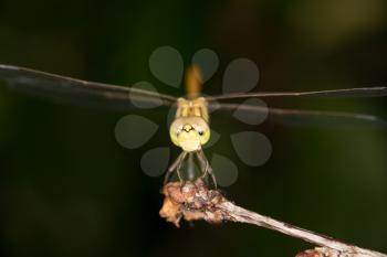 dragonfly. close