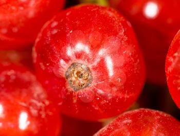close-up of a red currant in the fruit garden