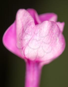 beautiful pink flower in nature, close-up