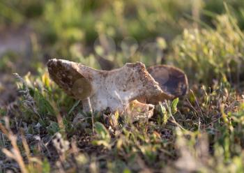 Bone horse on nature