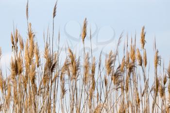dry reeds in nature