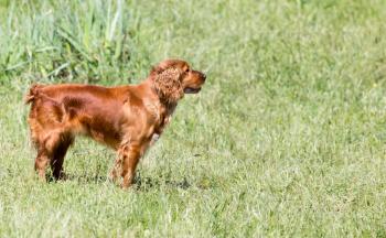 red dog on the nature