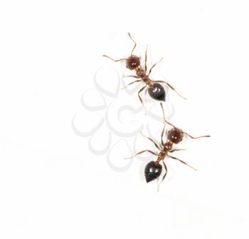 ants on a white wall. close