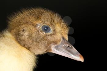 Portrait of a small duckling