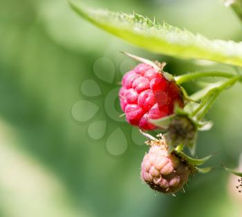 ripe raspberries in nature
