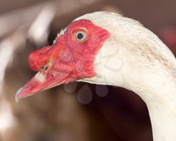 Portrait of white duck