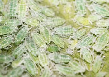 aphids on a green leaf. close