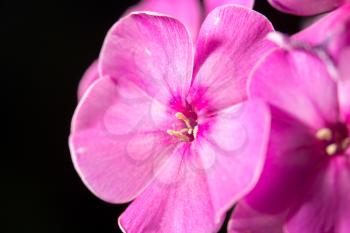 beautiful pink flower in nature, close-up