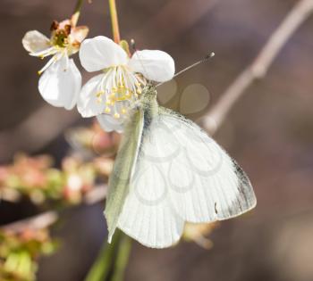 white butterfly on a white flower