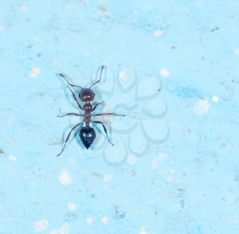 ant on a blue background