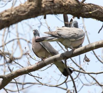 two doves in love on the tree in nature