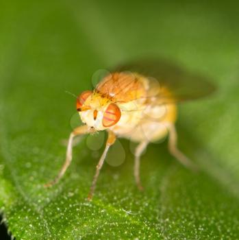 fly on a green leaf. close