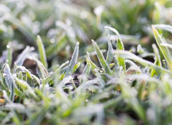 dew on the grass with hoarfrost