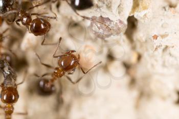 ant on the ground. Super Macro