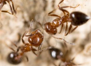 ant on the ground. Super Macro