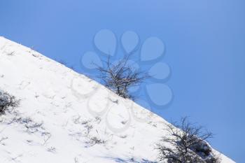 tree in the snow against the blue sky