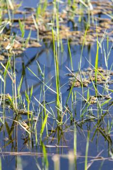 reeds on the water in the lake in nature