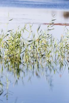 reeds on the water in the lake in nature