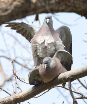 two doves in love on the tree in nature