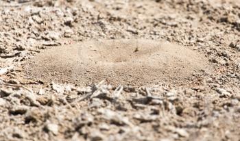 Close-up image of anthill in soil