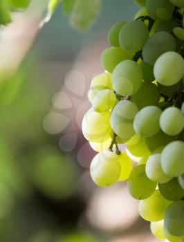 green grapes in nature