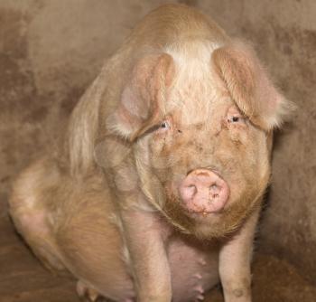portrait of a pig on a farm
