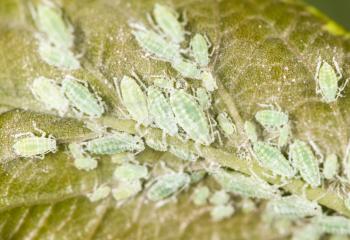 aphids on a green leaf. close