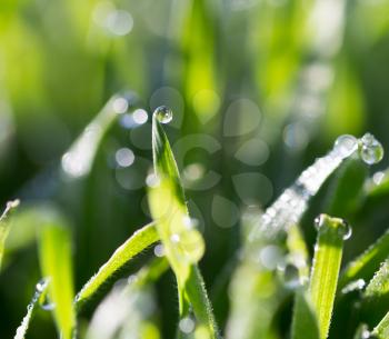 dew drops on green grass in nature